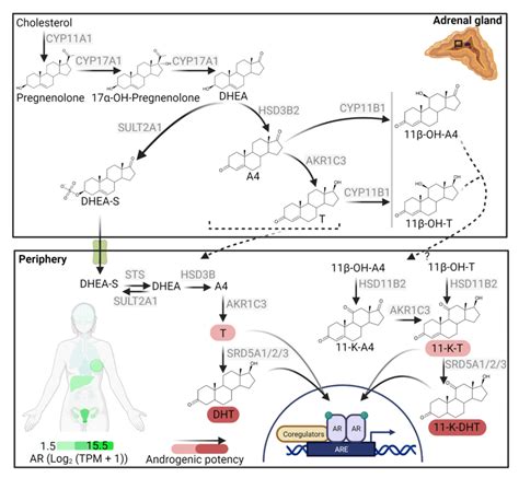 Adrenal androgen synthesis and peripheral activation. The innermost... | Download Scientific Diagram