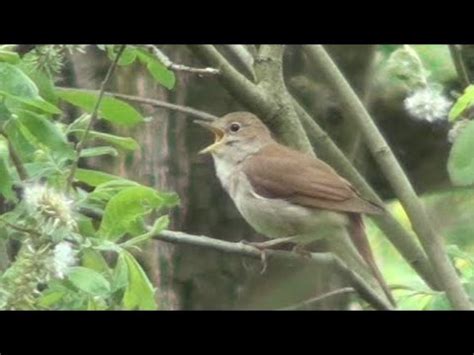 Common Nightingale song - YouTube