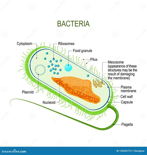 Unicellular Cartoons, Illustrations & Vector Stock Images - 2297 ...