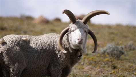 DAMARA SHEEP stock photo. Image of horns, white, unique - 49744800