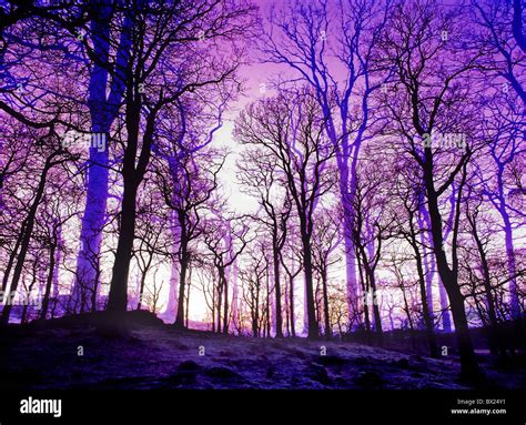 purple dark moody trees forest sunset dusk dawn winter Stock Photo - Alamy