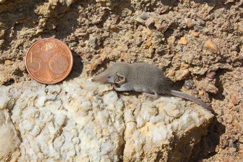 A cute Etruscan shrew, the smallest known mammal by mass next to a coin ...