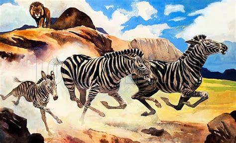 Lion hunting Zebras stock image | Look and Learn