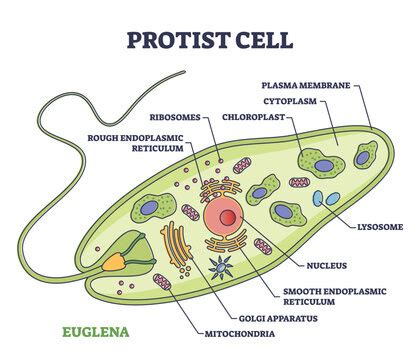 Euglena Diagram Labeled