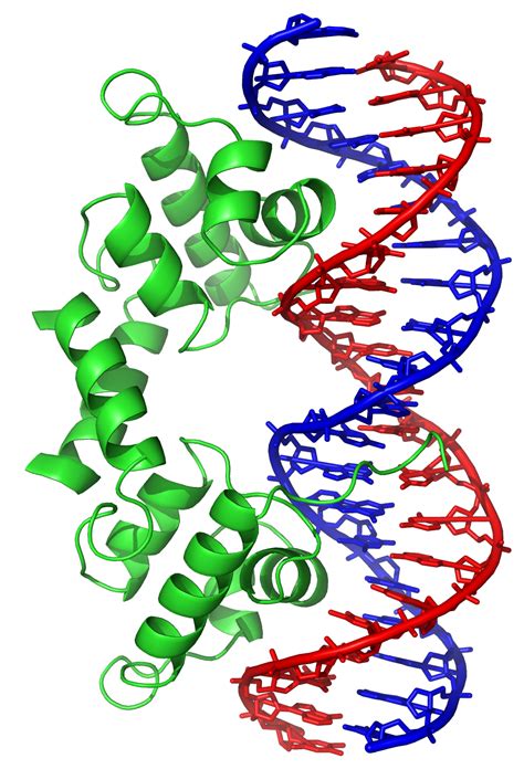 Helix-turn-helix - Wikipedia