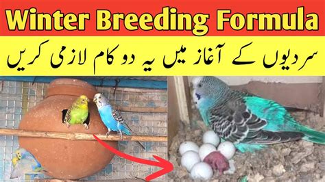 Australian parrots breeding tips in urdu | birds winter breeding formula | Ali Birds Breeding ...