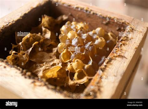 Organic honeycomb on a farm in the Peruvian jungle Stock Photo - Alamy