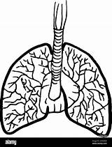 Human Lungs Outline Body Pages Coloring Colouring Printable Drawing  sketch template