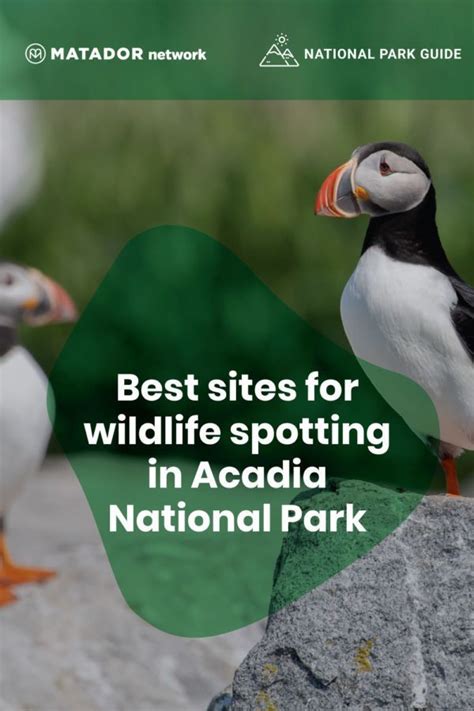 Where to see wildlife in Acadia National Park