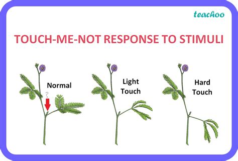 [Class 10] What is the response to stimuli in plants? - Teachoo