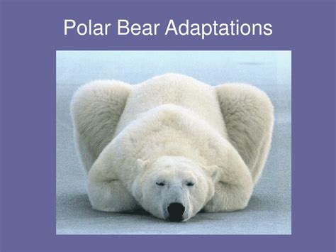 PPT - Polar Bear Adaptations PowerPoint Presentation, free download - ID:144962