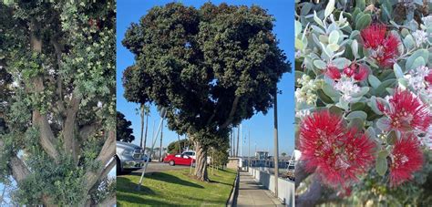 Meet This Tree: The New Zealand Christmas Tree - Larchmont Buzz ...