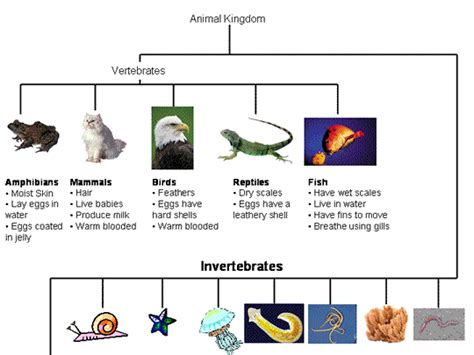 Animal Kingdom Chart For Kids