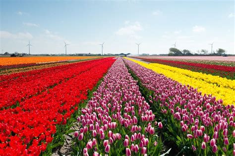 27 Magical Images Of The Blooming Tulip Farms In Holland | Tulips ...