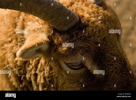 Ram goat hi-res stock photography and images - Alamy