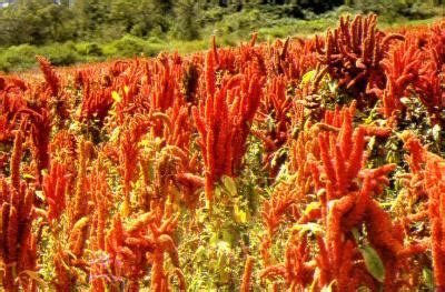 Amaranth Grain - Niblack Foods