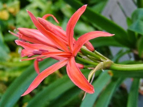 Flower Homes: Guernsey lily Flowers