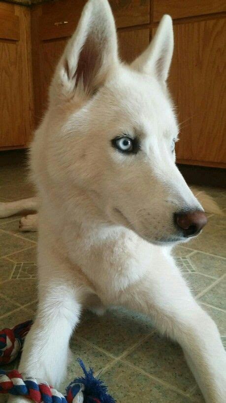 White Siberian husky with icy blue eyes | White siberian husky, Really cute puppies, White husky