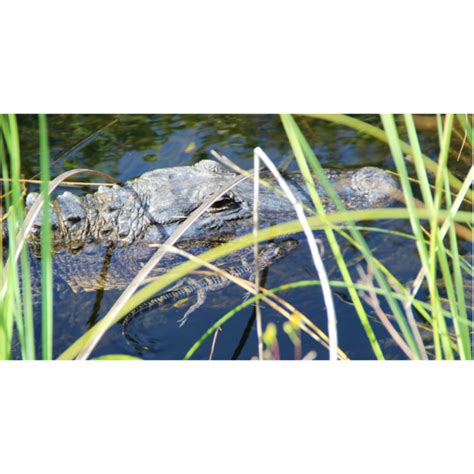 Everglades Airboat and Florida Alligator Show Tour – Gearo