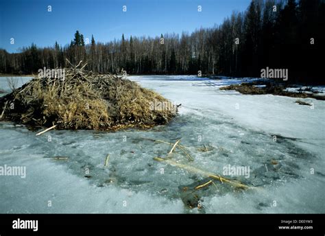 beaver, nature, water, wildlife, wilderness, dam, beaver dam, gnaw ...