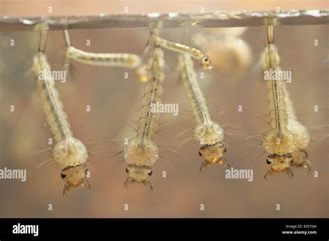 Mosquito larvae culex hi-res stock photography and images - Alamy