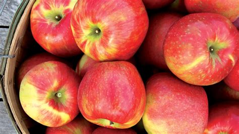 Where to score fresh Honeycrisp apples around Indianapolis