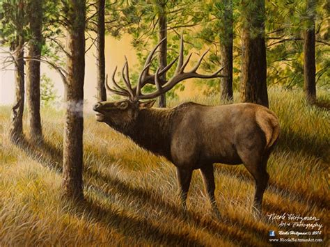 Elk Print Evening Echoes Elk Art Elk Painting Elk Hunting Giclee Canvas ...