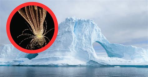 Mysterious creatures in Antarctica. Scientists describe a new species