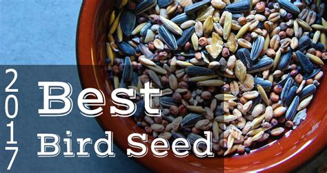 Best Bird Seed 2017 - Cardinals, Finches, Jays, Hummingbirds & More • BirdHouseSupply.com