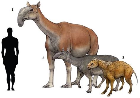 Prehistoric taxonomie | 1.Macrauchenia patachonica (“long llama”) 1838... | Dinos, Fossils ...