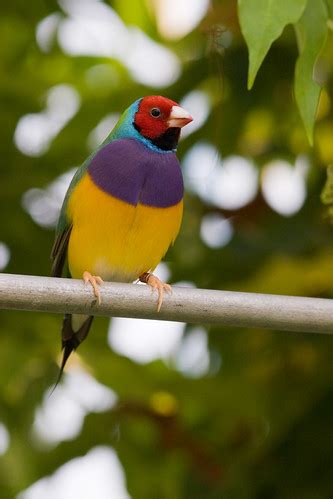 2008-09-01-15h04m56.IMG_5623l | Gouldian finch | Arjan Haverkamp | Flickr