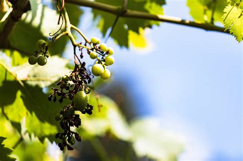 wine grape plant - Photo #3254 - motosha | Free Stock Photos