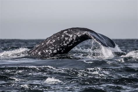 The Great Gray Whale Migration on Monterey Bay