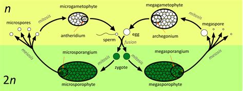 2.6.1: Introduction to Seed Plants - Biology LibreTexts