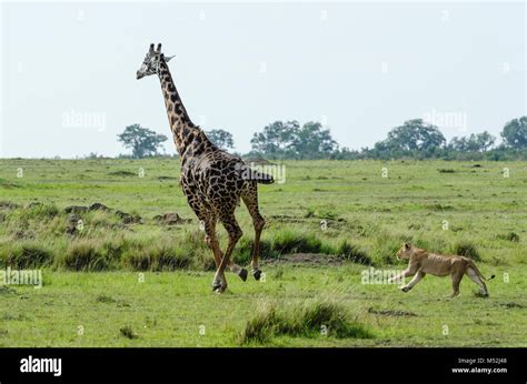 Giraffe kick lion hi-res stock photography and images - Alamy