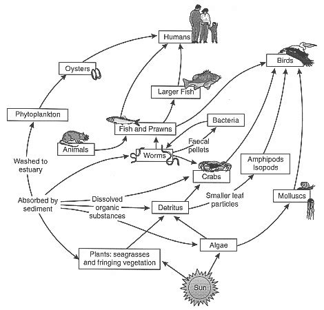 Food Web - Estuaries