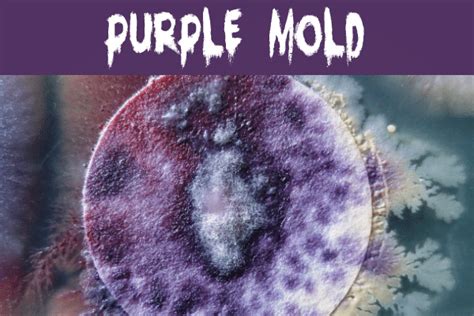 What Color Is Mold? | Mold Help For You