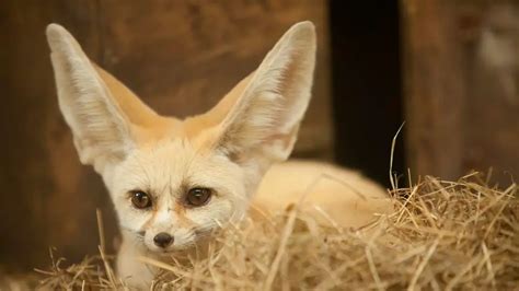 Why Do Fennec Foxes Have Big Ears? – All Small Pets