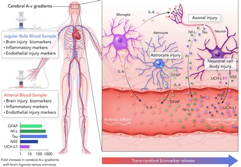 Brain Hypoxia Is Associated With Neuroglial Injury in Humans Post ...