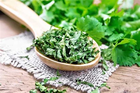 Freeze Dried Green Coriander Leaves at Rs 600/kg | Kagal | ID: 2851265868230