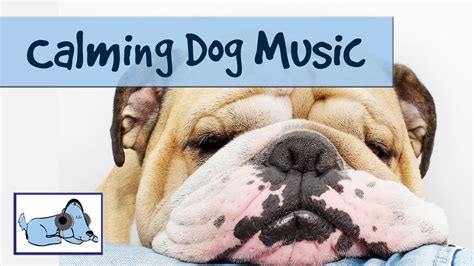 Music for Dogs - Calming Music to Help your Dog Relax - YouTube