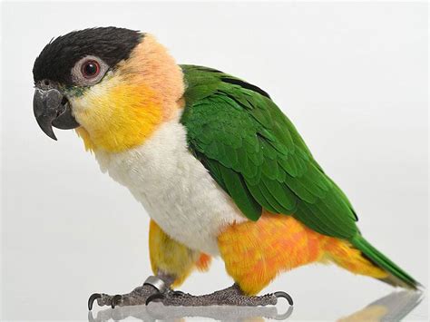 Caique Parrot is relatively Small and Stocky, with Bright Colors