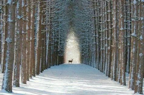 Magical winter forest | Winter photography, Beautiful forest, Snow