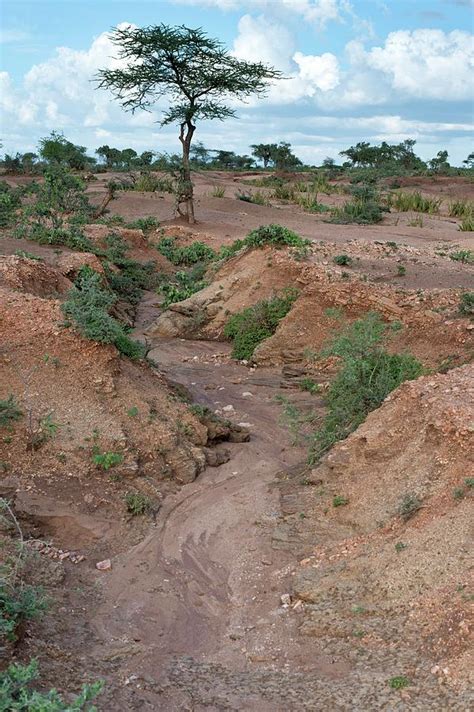 Soil Erosion Due To Water Runoff. Photograph by Tony Camacho - Pixels