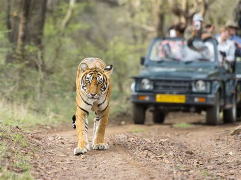Places To Explore and Things To Do In Ranthambore