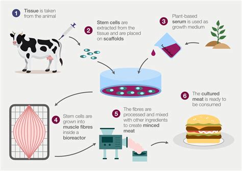 Is Lab-Grown Meat Bad? A Look at the Impacts and Natural Alternatives ...