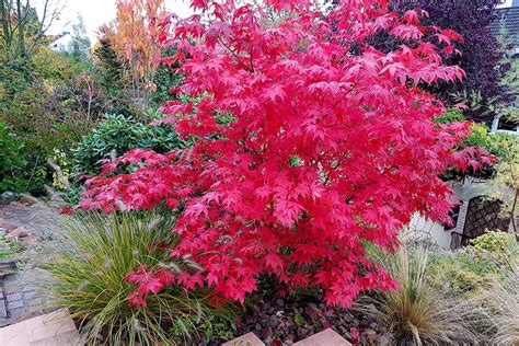 What to Grow under Japanese Maple Trees? - My Heart Lives Here