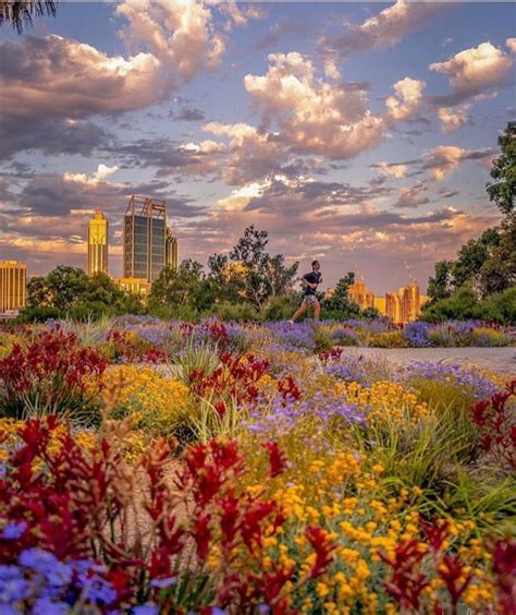 Spring in full swing, our glorious wildflowers on show Kings Park, Perth Western Australia ...