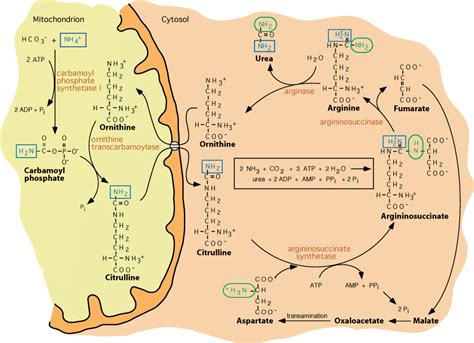 AMINO ACID METABOLISM : UREA CYCLE