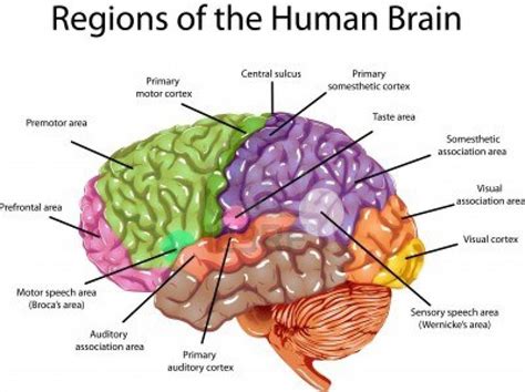 Brain Image With Labels Picture Of 3D Brain Model Label Picture Of 3D ...